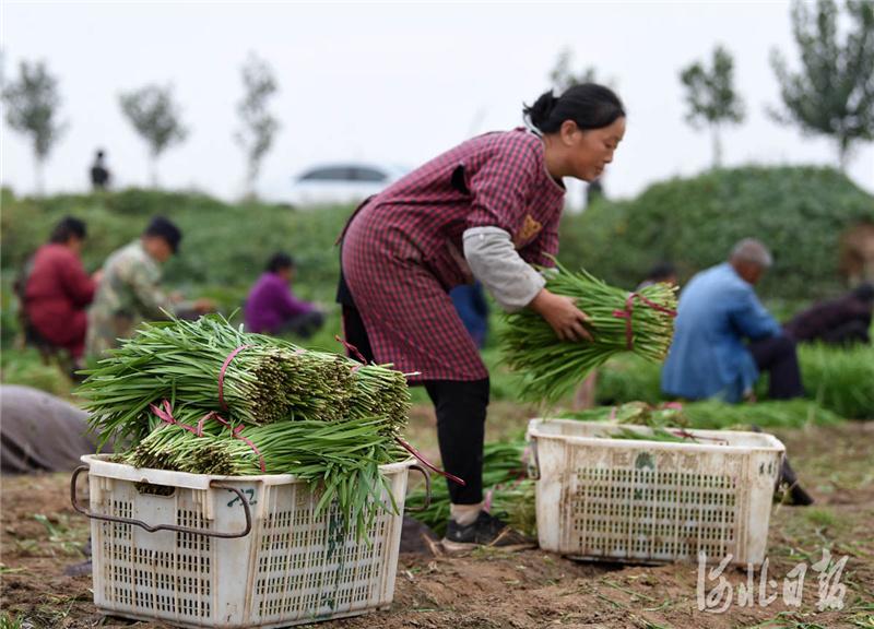 2020年10月18日,河北省临城县农旭蔬菜种植专业合作社社员在收获韭菜.