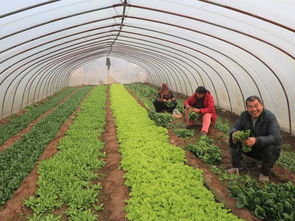 农民种植一种蔬菜,即可清炒又能凉拌,半亩收入5000元