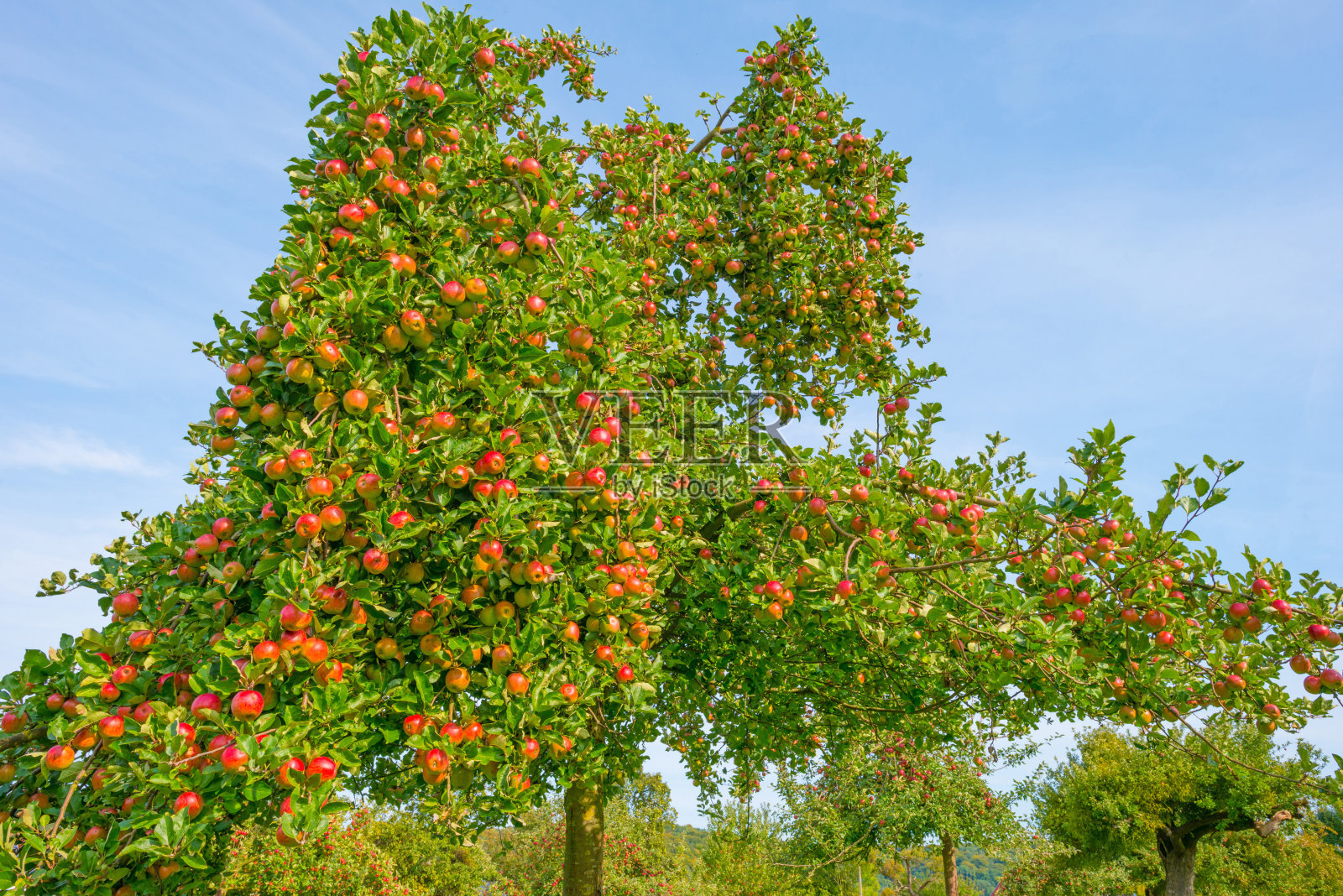 秋天阳光明媚的果园里的果树照片摄影