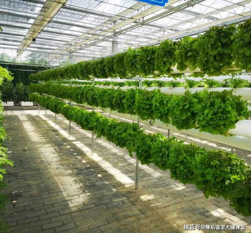 玻璃温室在荷兰种植蔬菜的几大特点