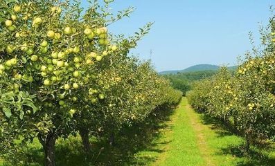果树栽培技术|果树施肥方法|果园|施肥|果树_新浪网