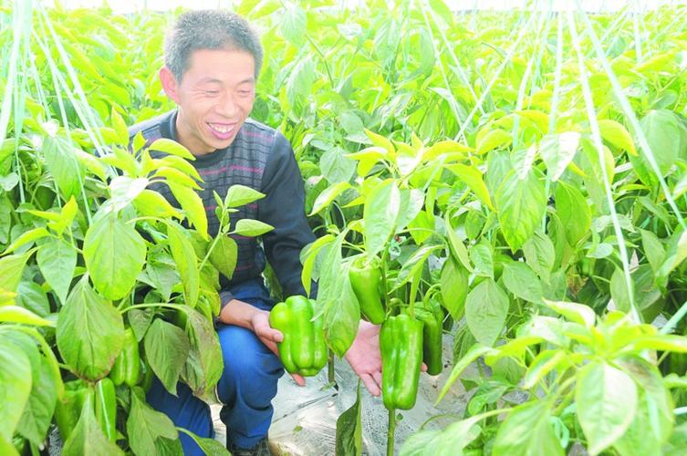 【组图】青岛即墨国家农业科技园区培育上千蔬菜良种 让我市蔬菜种植