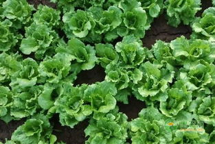 秋季蔬菜种植品种大全及种植方法