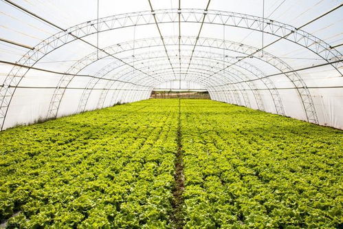 全国蔬菜基地的发展促进日光温室大棚建设企业数量不断创新高种植 蔬菜 寿光 网易订阅