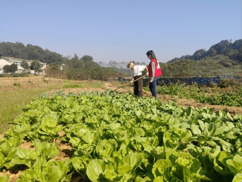 你好老湘走进乡下农场蔬菜种植基地给大家展示纯天然的蔬菜
