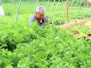 66岁老人种植芹菜,一年种三茬,亩收入27000元,值得借鉴吗