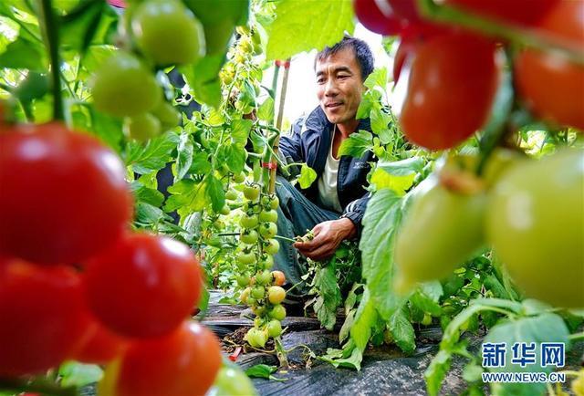 河北昌黎:设施蔬菜种植助农增收